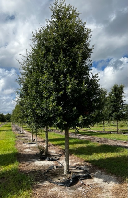 quercus-virginiana-cathedral-live-oak