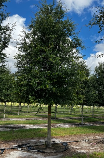 quercus-virginiana-cathedral-live-oak