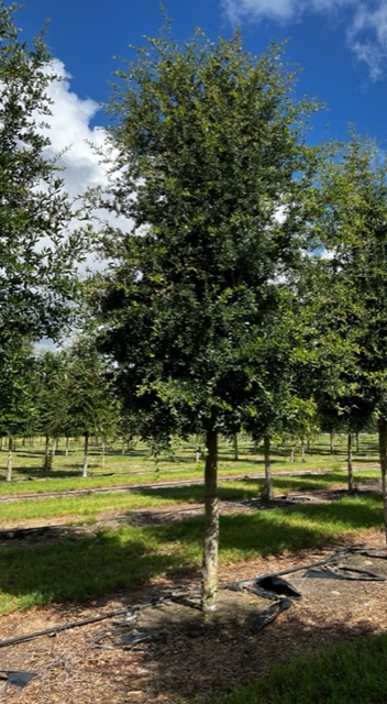 quercus-virginiana-cathedral-live-oak