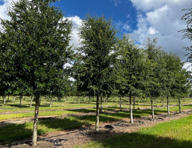 quercus-virginiana-cathedral-live-oak