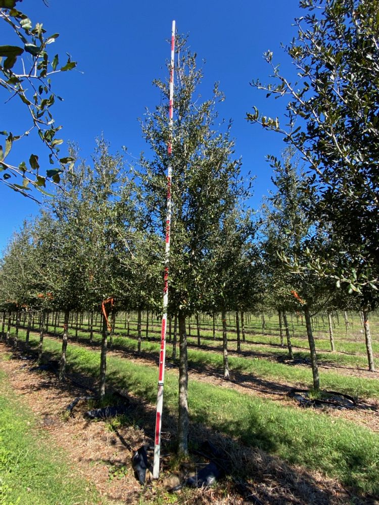 quercus-virginiana-cathedral-live-oak