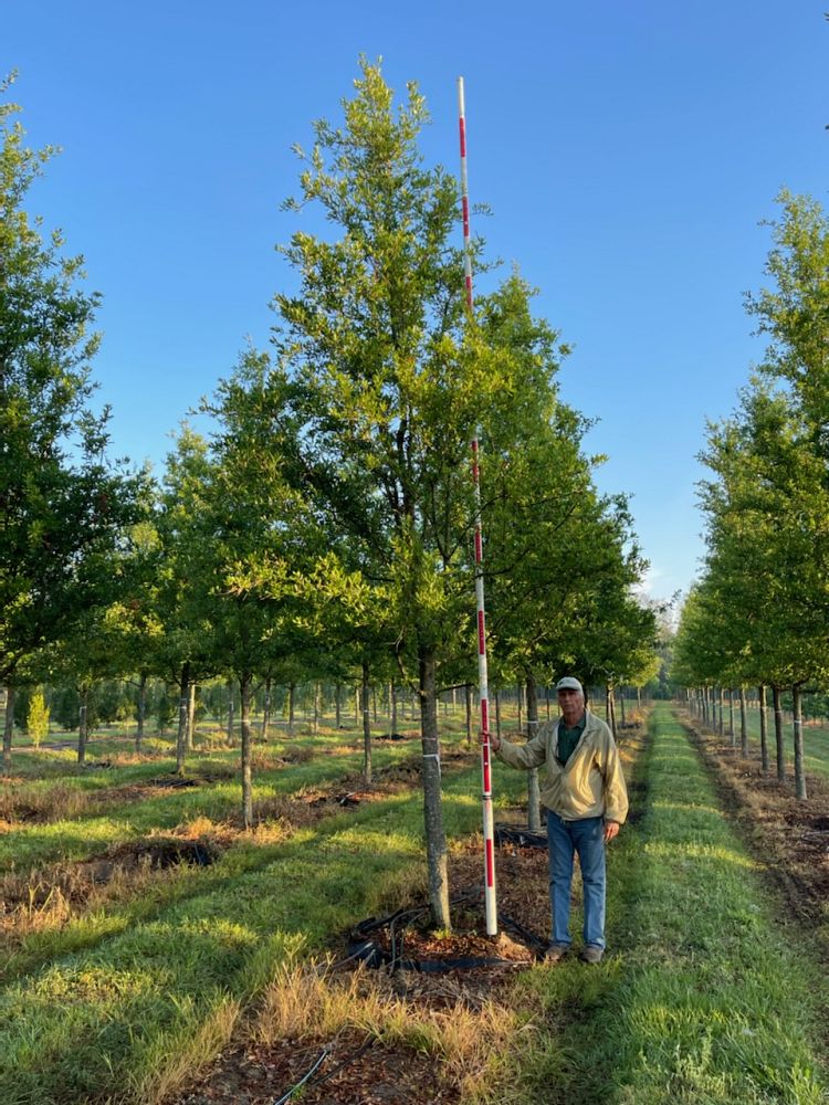 quercus-virginiana-cathedral-live-oak