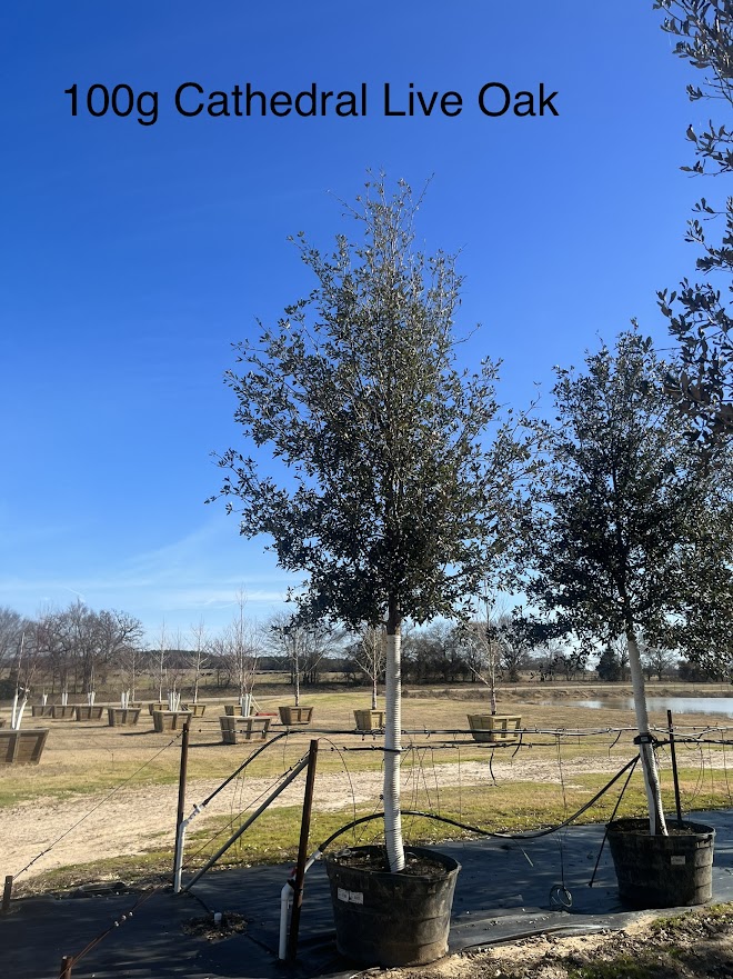 quercus-virginiana-cathedral-live-oak