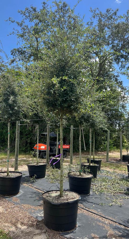 quercus-virginiana-cathedral-live-oak