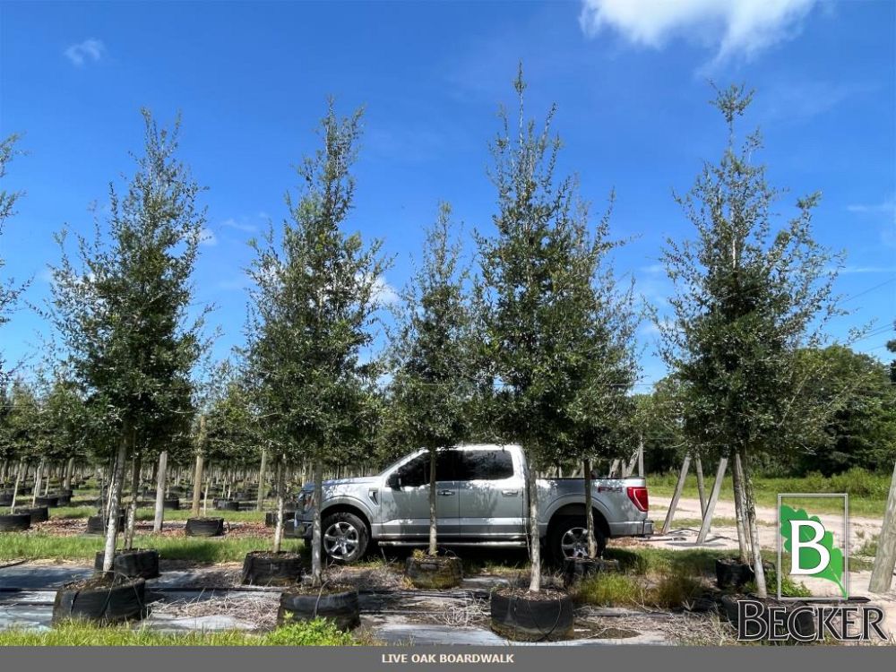 quercus-virginiana-cathedral-live-oak