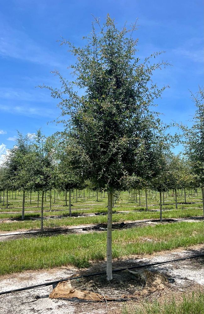 quercus-virginiana-cathedral-live-oak