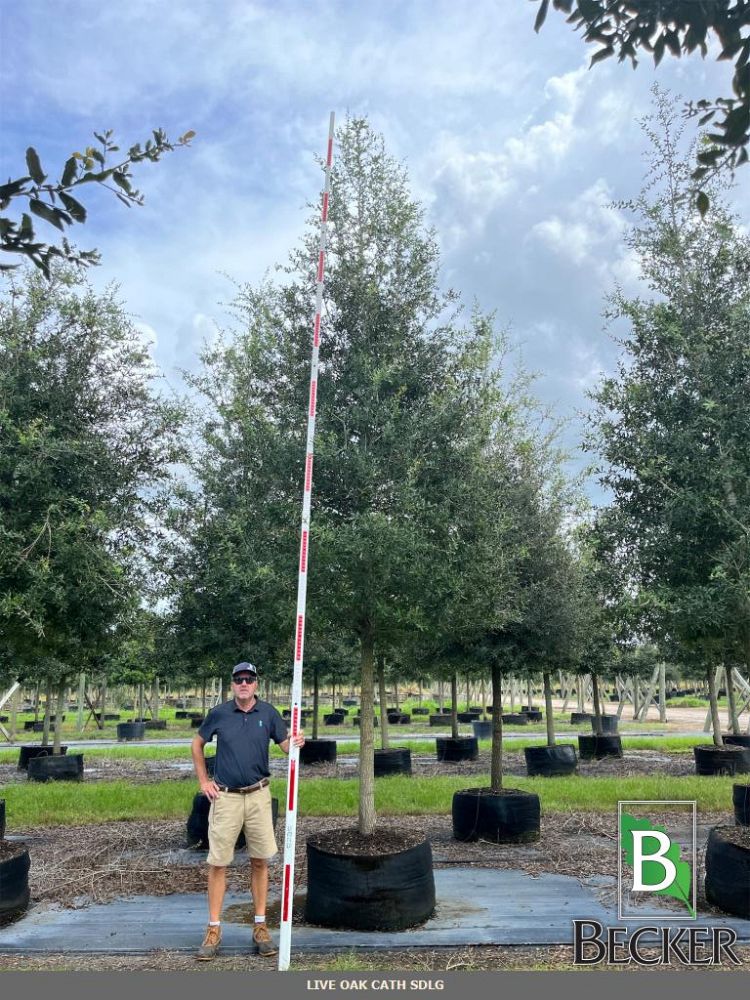 quercus-virginiana-cathedral-live-oak