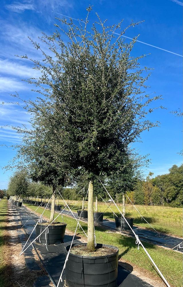 quercus-virginiana-cathedral-live-oak