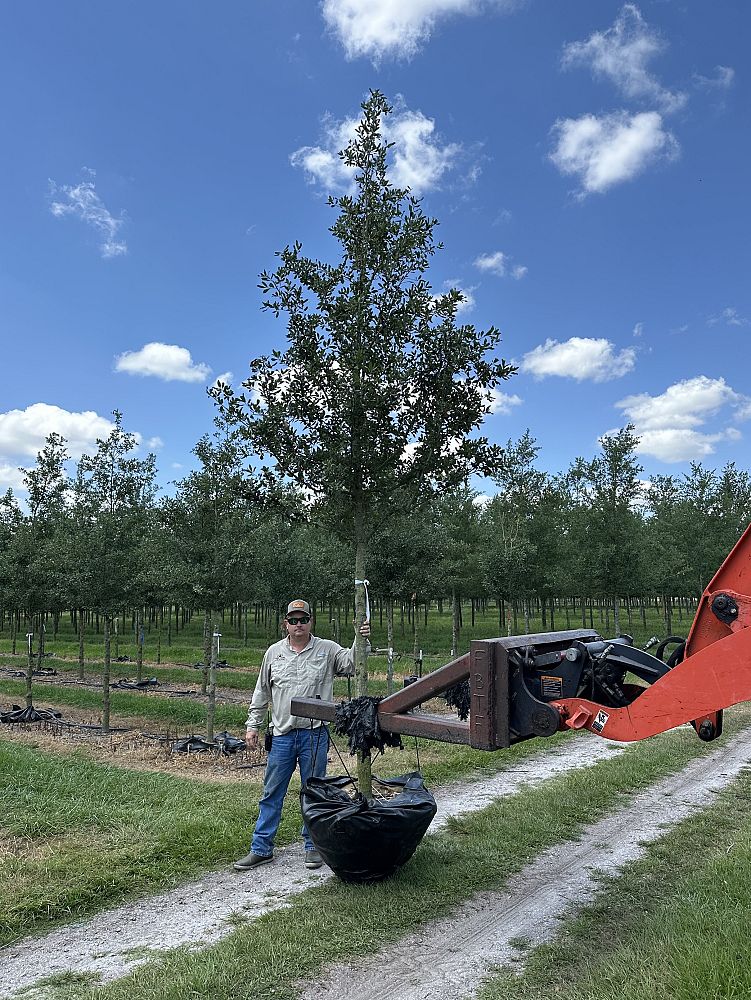 quercus-virginiana-cathedral-live-oak