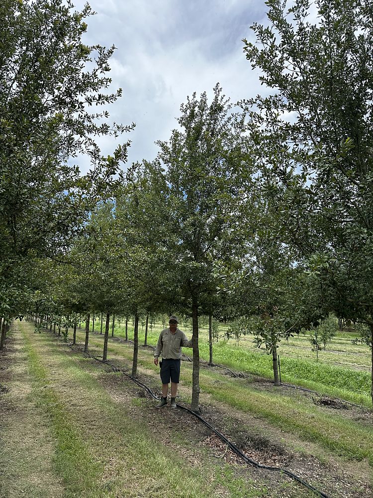 quercus-virginiana-cathedral-live-oak