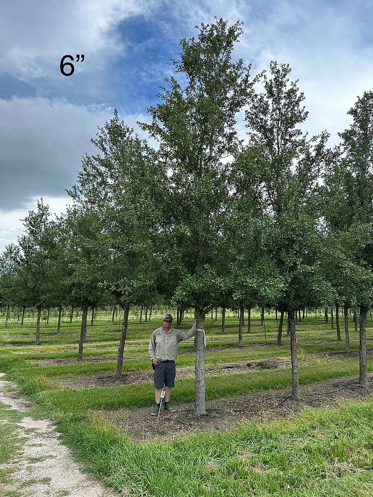 quercus-virginiana-cathedral-live-oak