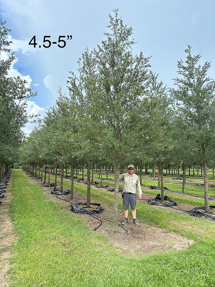 quercus-virginiana-cathedral-live-oak