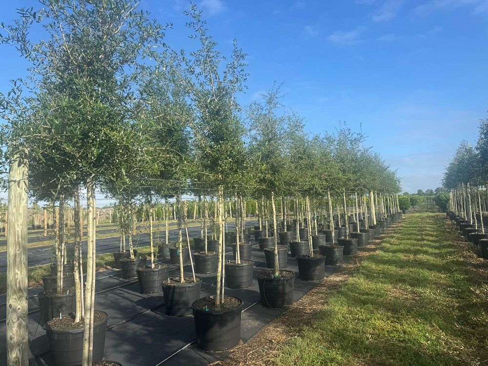 quercus-virginiana-cathedral-live-oak