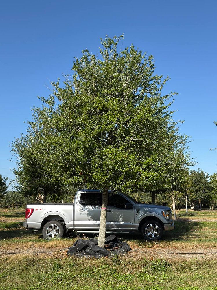quercus-virginiana-cathedral-live-oak