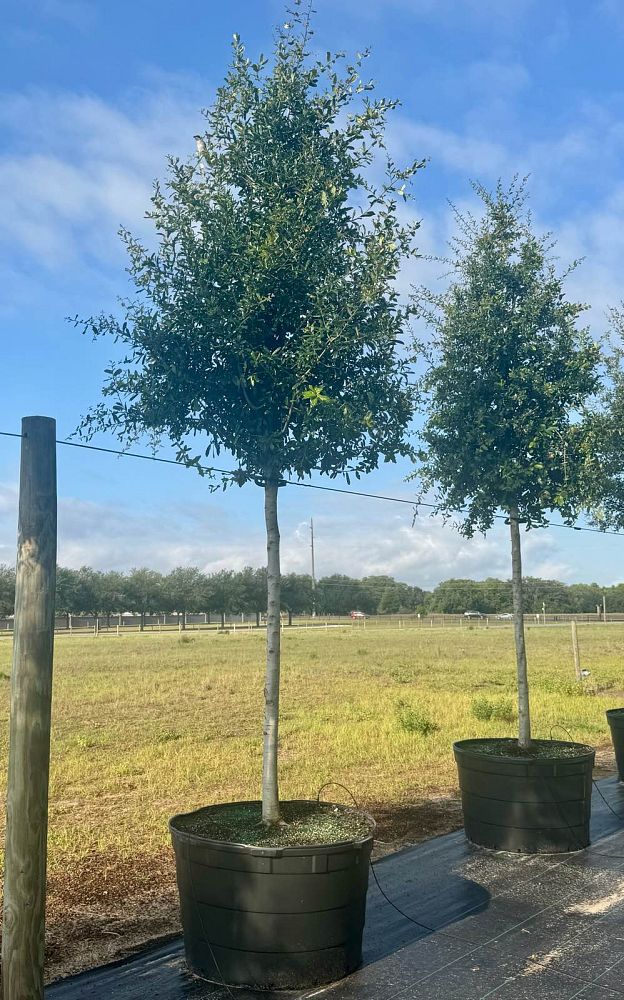 quercus-virginiana-cathedral-live-oak