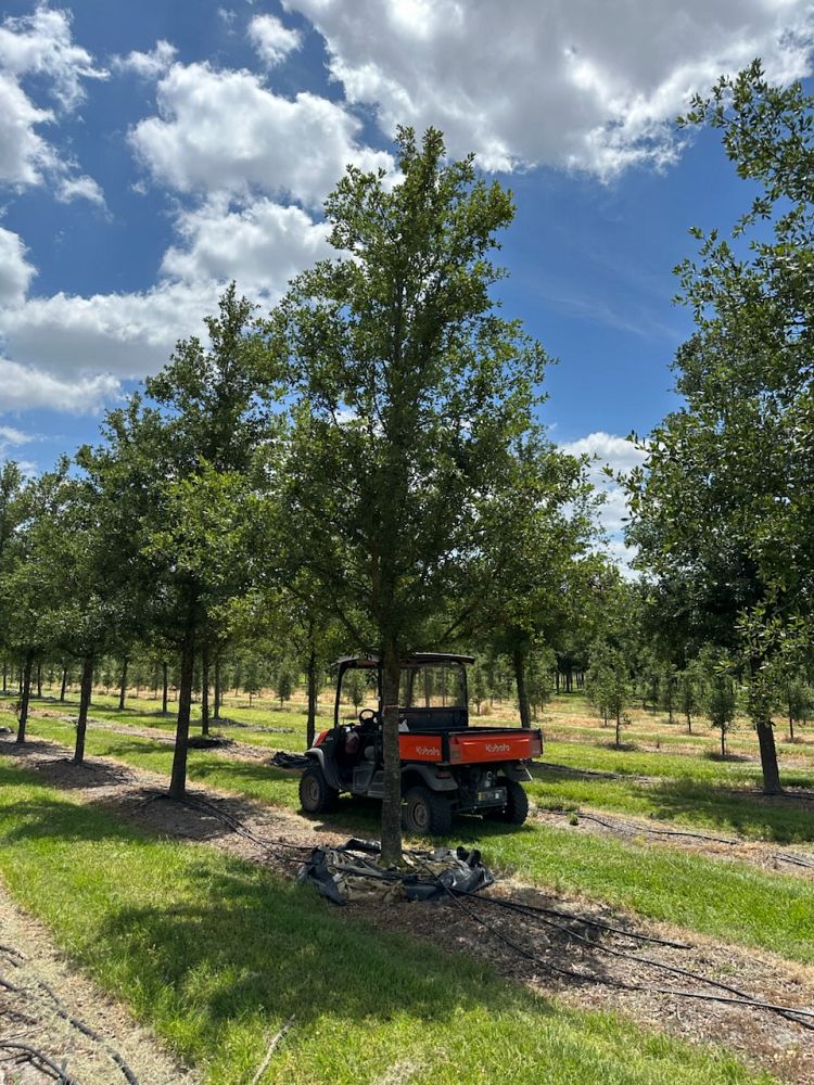 quercus-virginiana-cathedral-live-oak