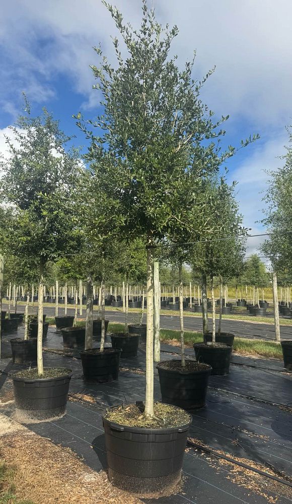 quercus-virginiana-cathedral-live-oak