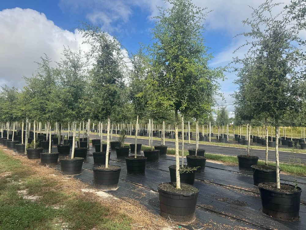 quercus-virginiana-cathedral-live-oak