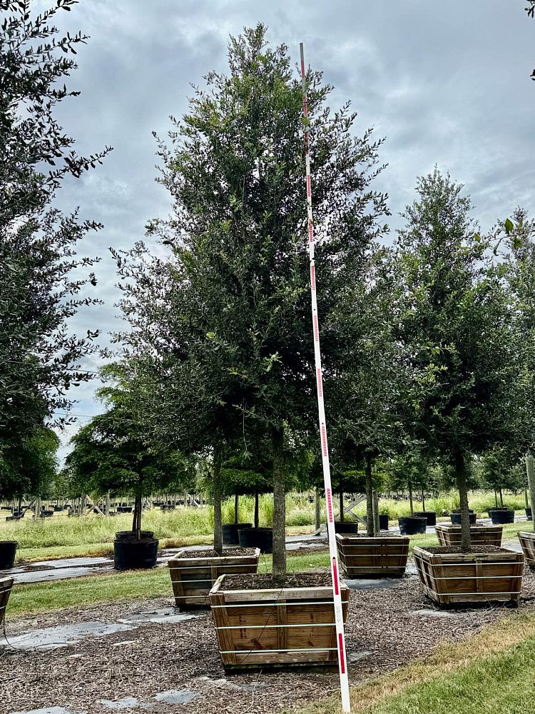 quercus-virginiana-cathedral-live-oak