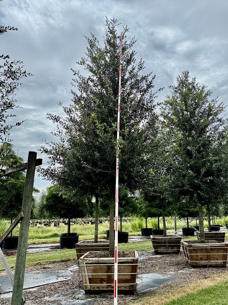 quercus-virginiana-cathedral-live-oak
