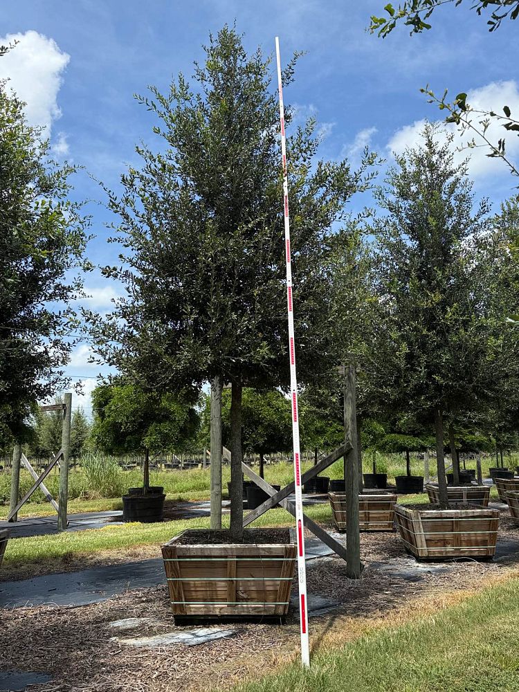 quercus-virginiana-cathedral-live-oak