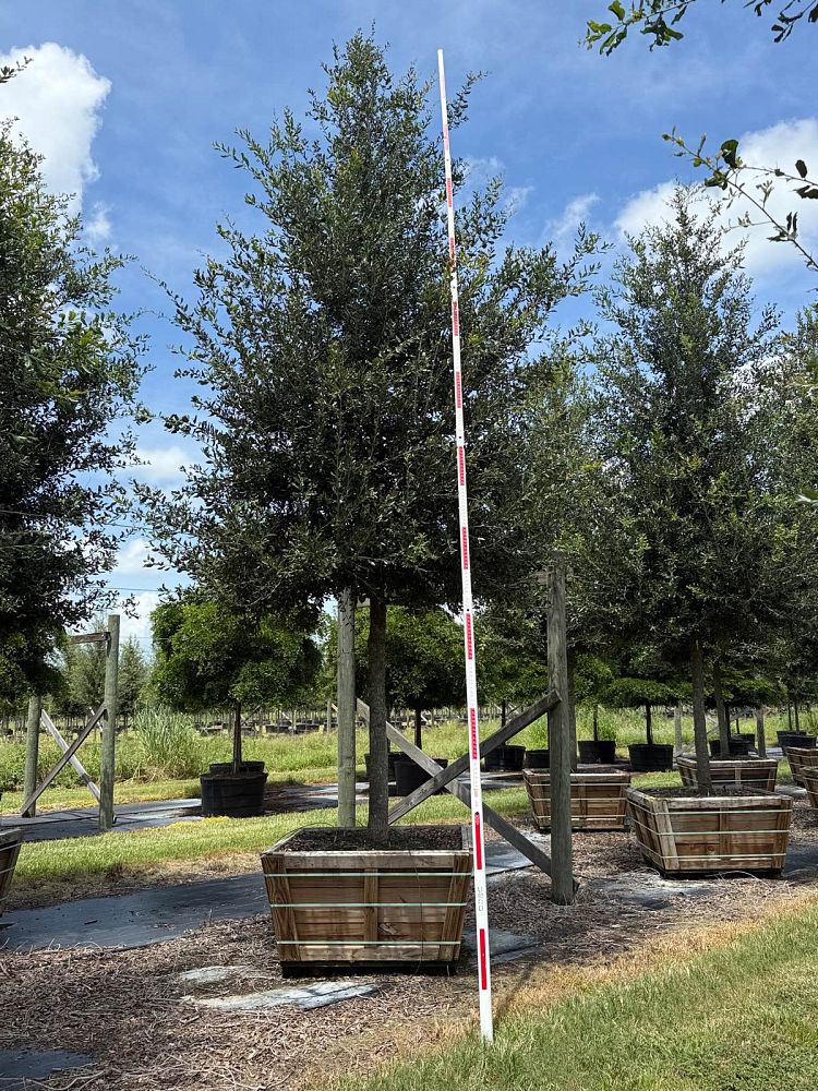 quercus-virginiana-cathedral-live-oak