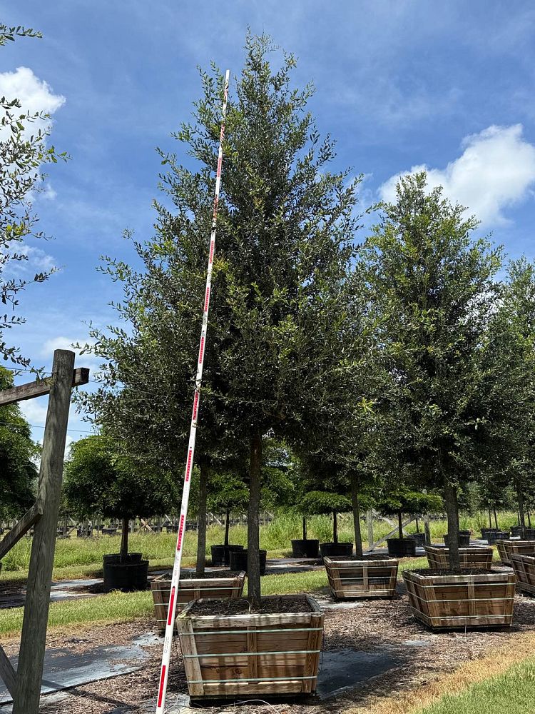 quercus-virginiana-cathedral-live-oak