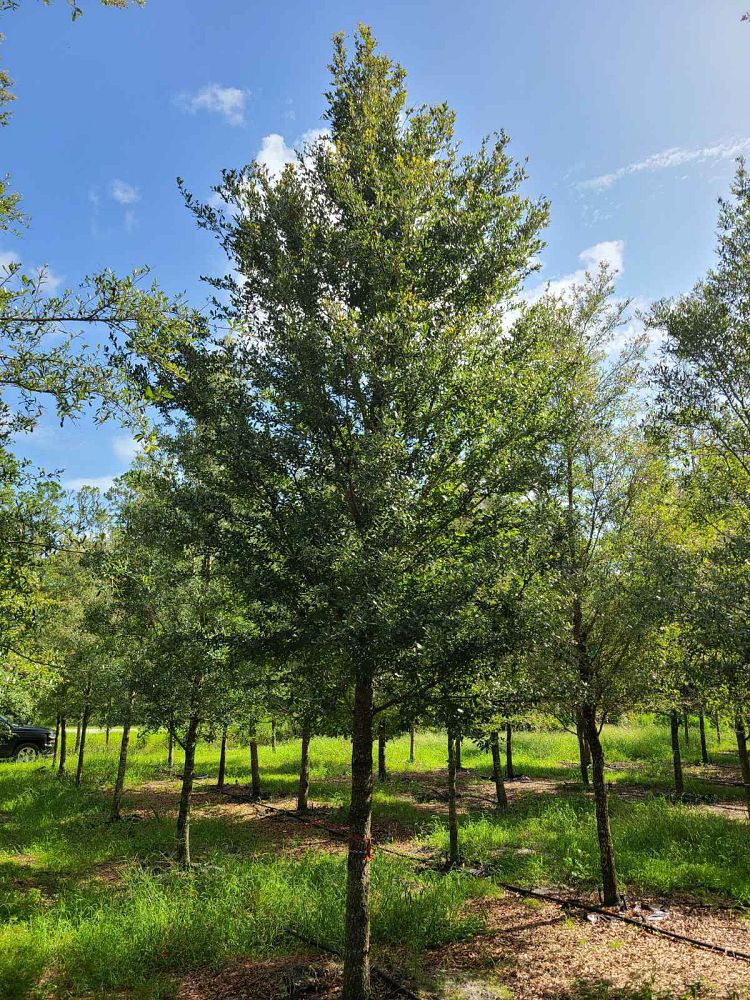 Lancaster Trees & Shrubs