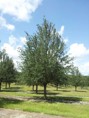quercus-virginiana-highrise-live-oak