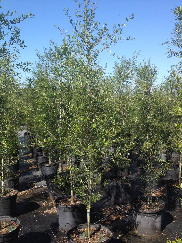 quercus-virginiana-highrise-live-oak