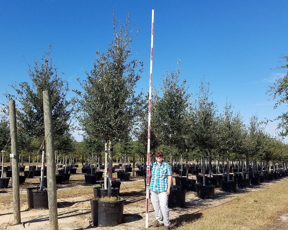 quercus-virginiana-highrise-live-oak