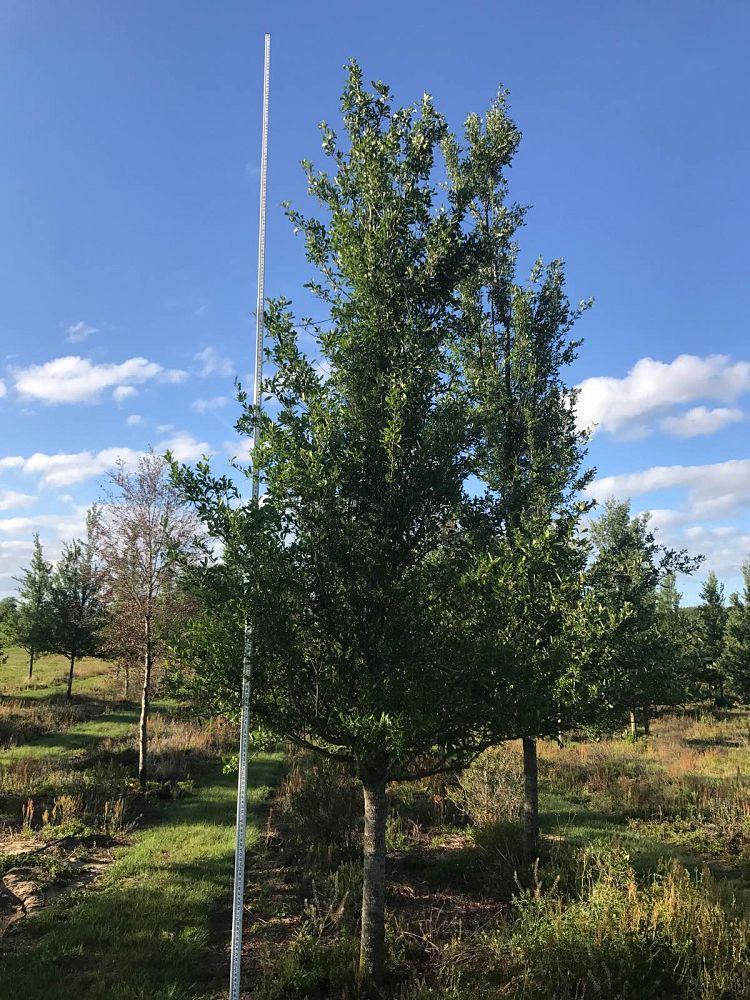 quercus-virginiana-highrise-live-oak