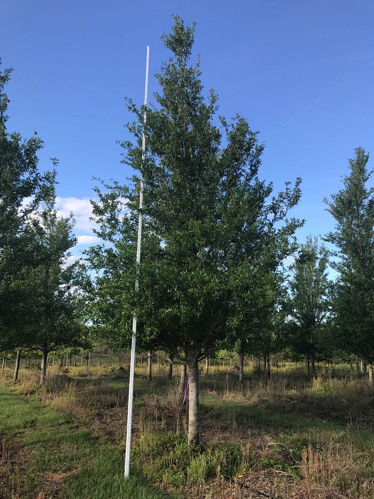 quercus-virginiana-highrise-live-oak
