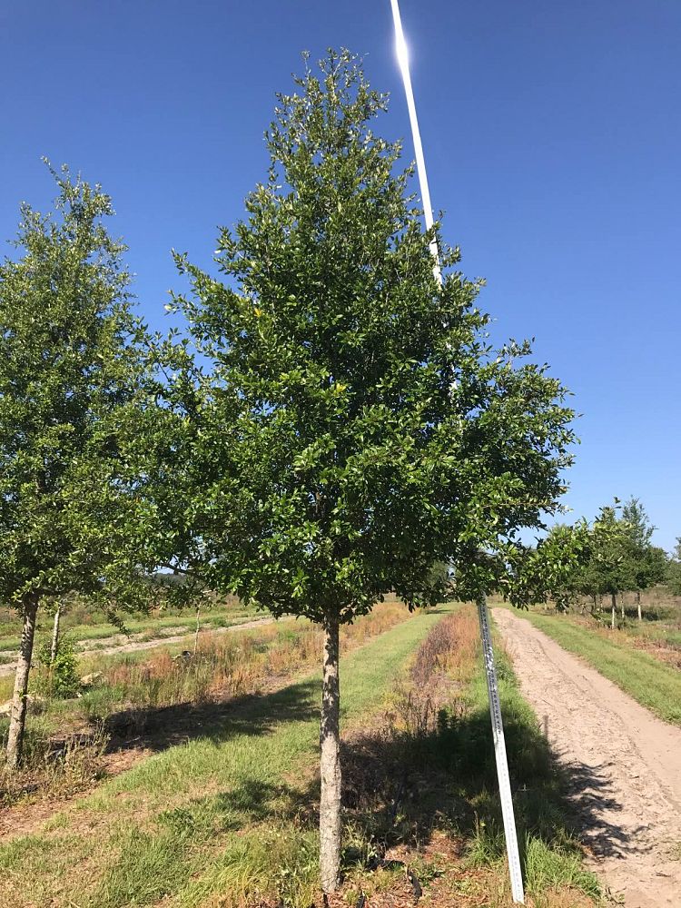 Tree Trends Inc. | plantANT.com