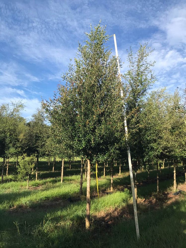 quercus-virginiana-highrise-live-oak