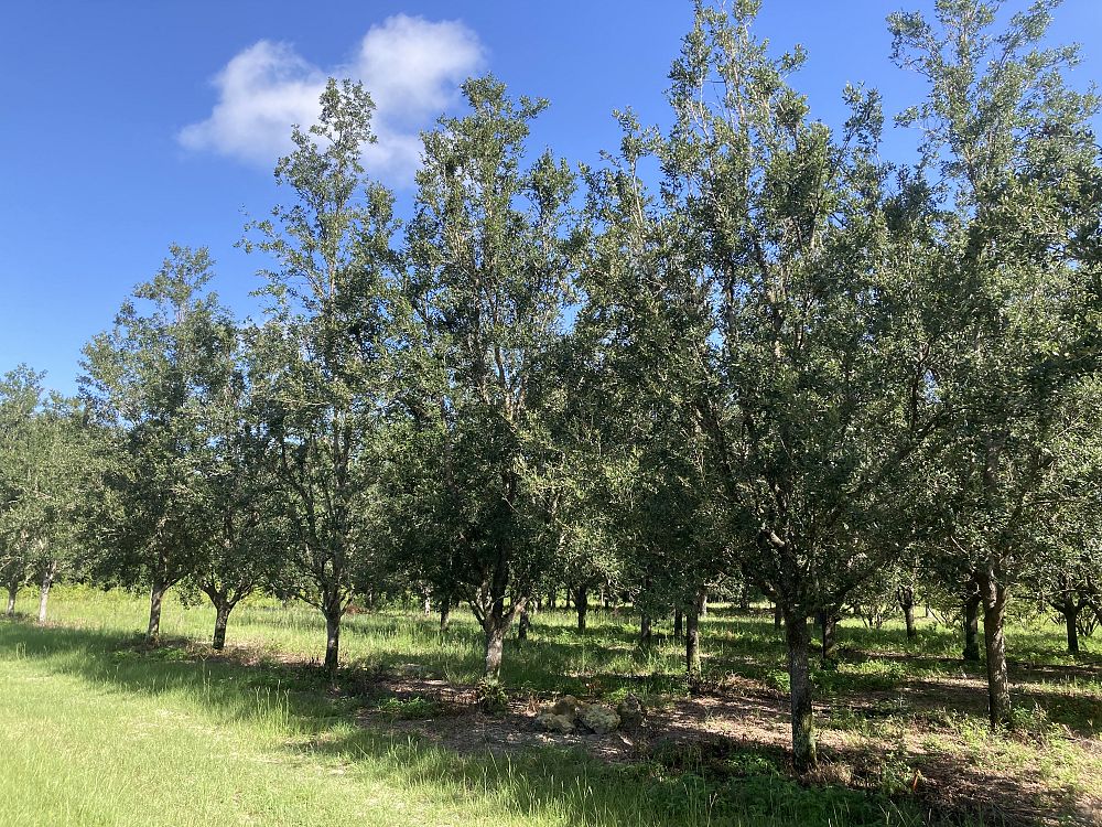 quercus-virginiana-highrise-live-oak