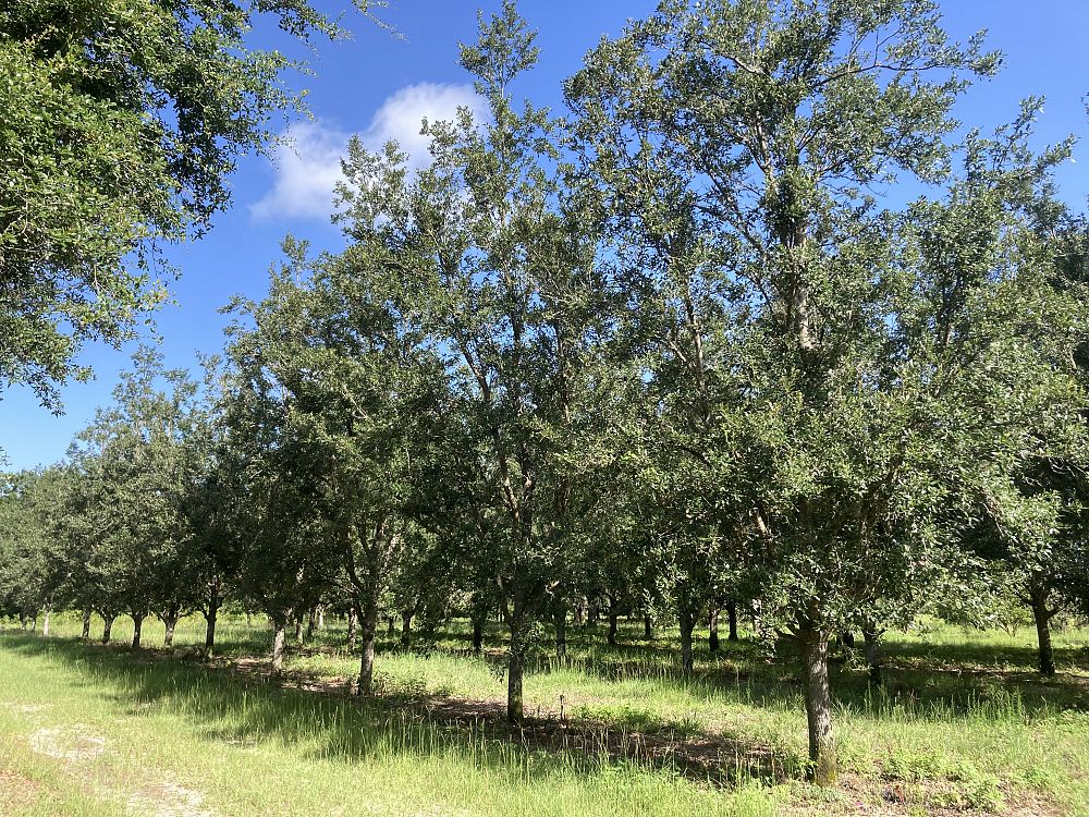 quercus-virginiana-highrise-live-oak
