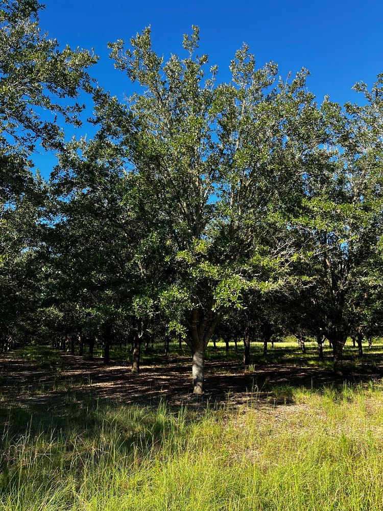 quercus-virginiana-highrise-live-oak