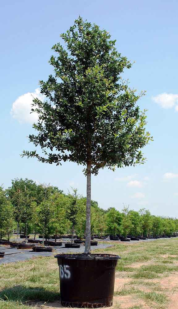 Top Notch Tree Farm LLC