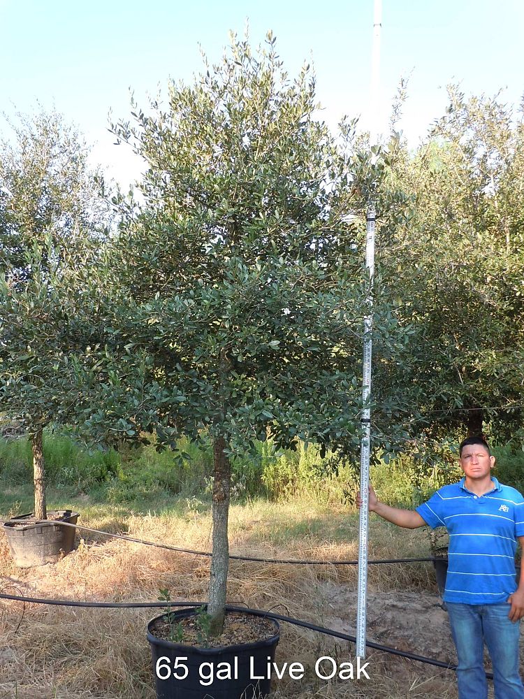 Mc Landscape Trees Plantant Quercus Virginiana Live Oak Southern Tree