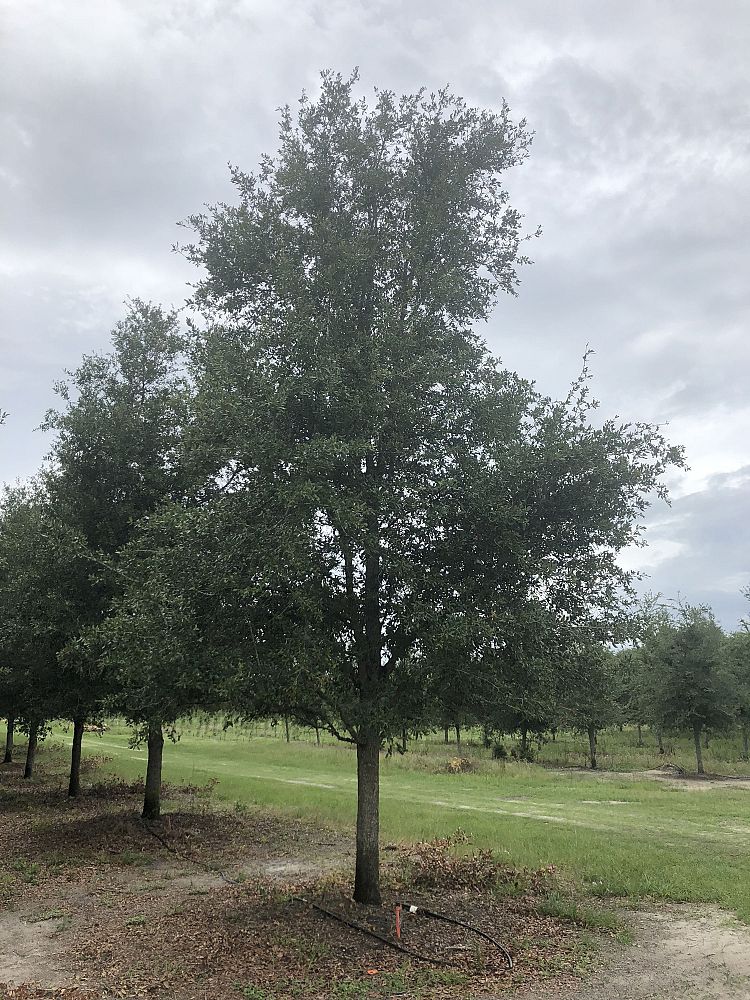 Lancaster Trees & Shrubs