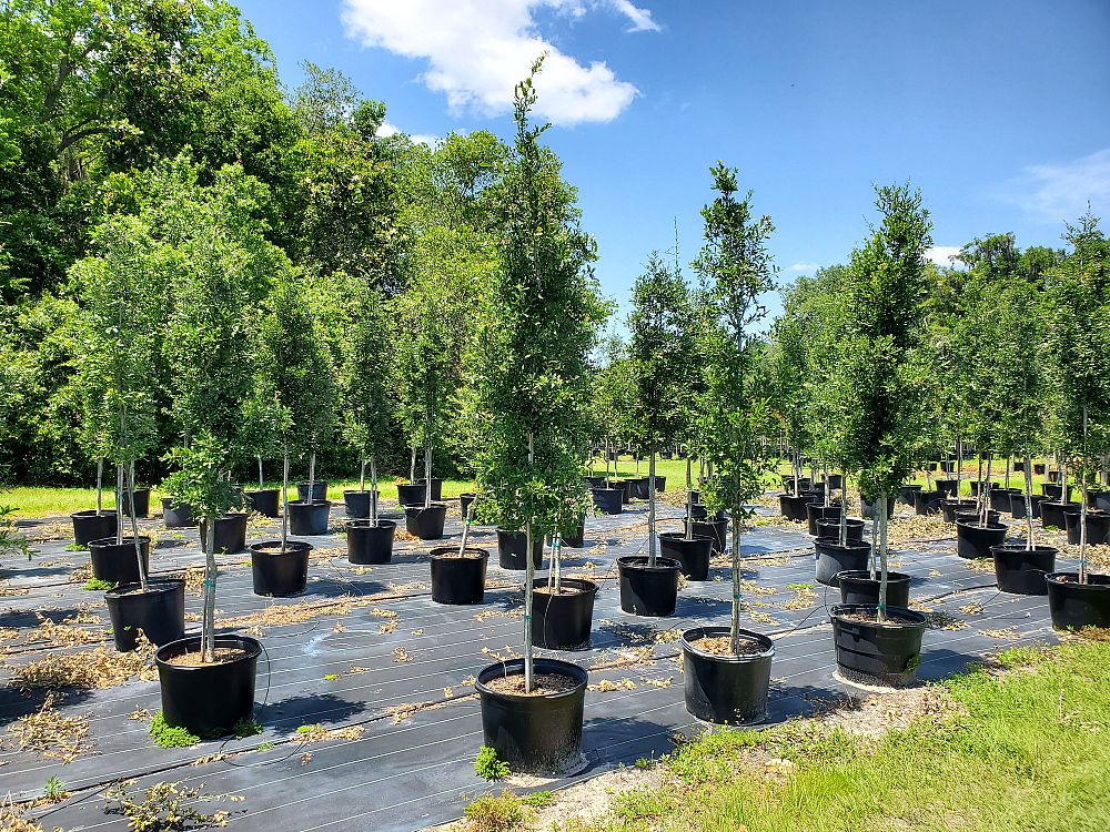 Big Trees Plantation, Inc