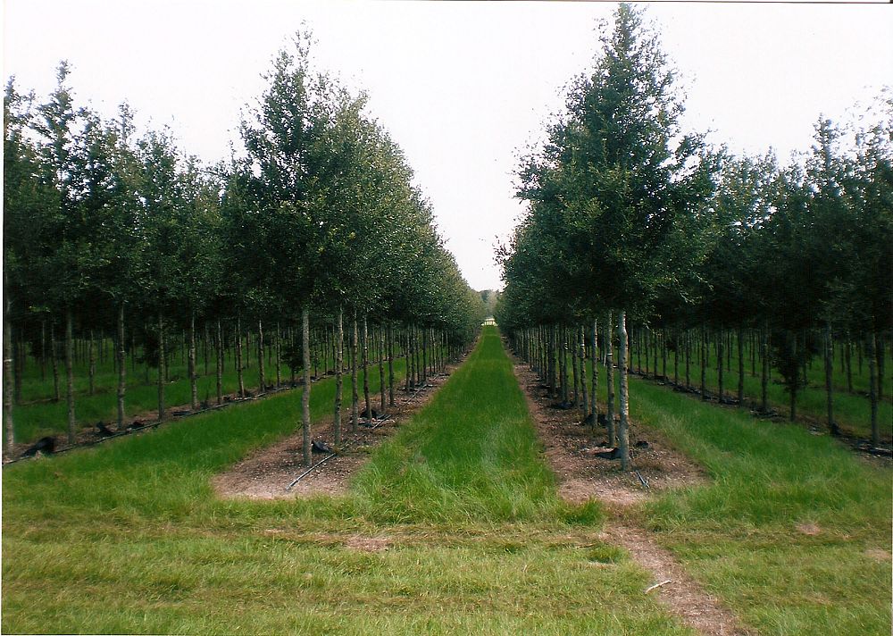 quercus-virginiana-live-oak-southern-oak-tree