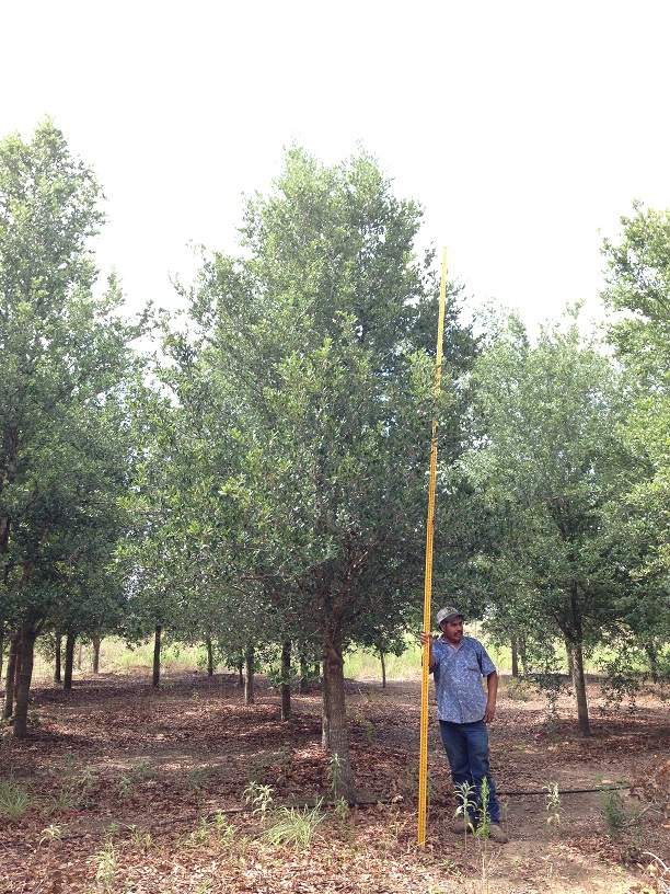 quercus-virginiana-live-oak-southern-oak-tree