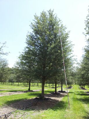 quercus-virginiana-live-oak-southern-oak-tree