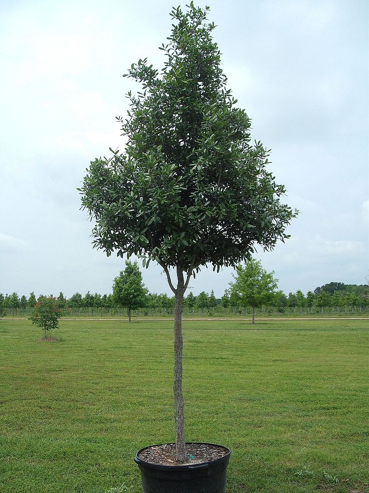 quercus-virginiana-live-oak-southern-oak-tree