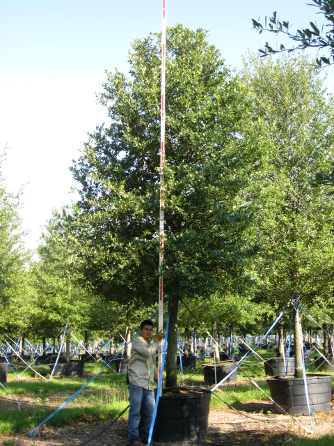 Twin Lakes Nursery Ltd Plantant Quercus Virginiana Live Oak Southern Tree