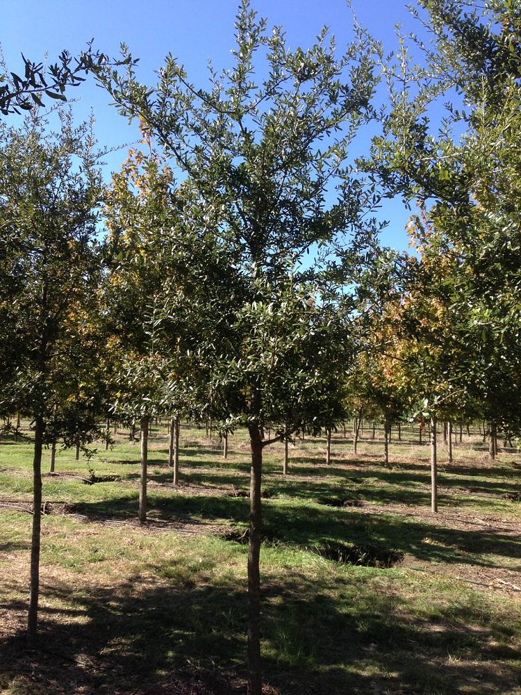 quercus-virginiana-live-oak-southern-oak-tree