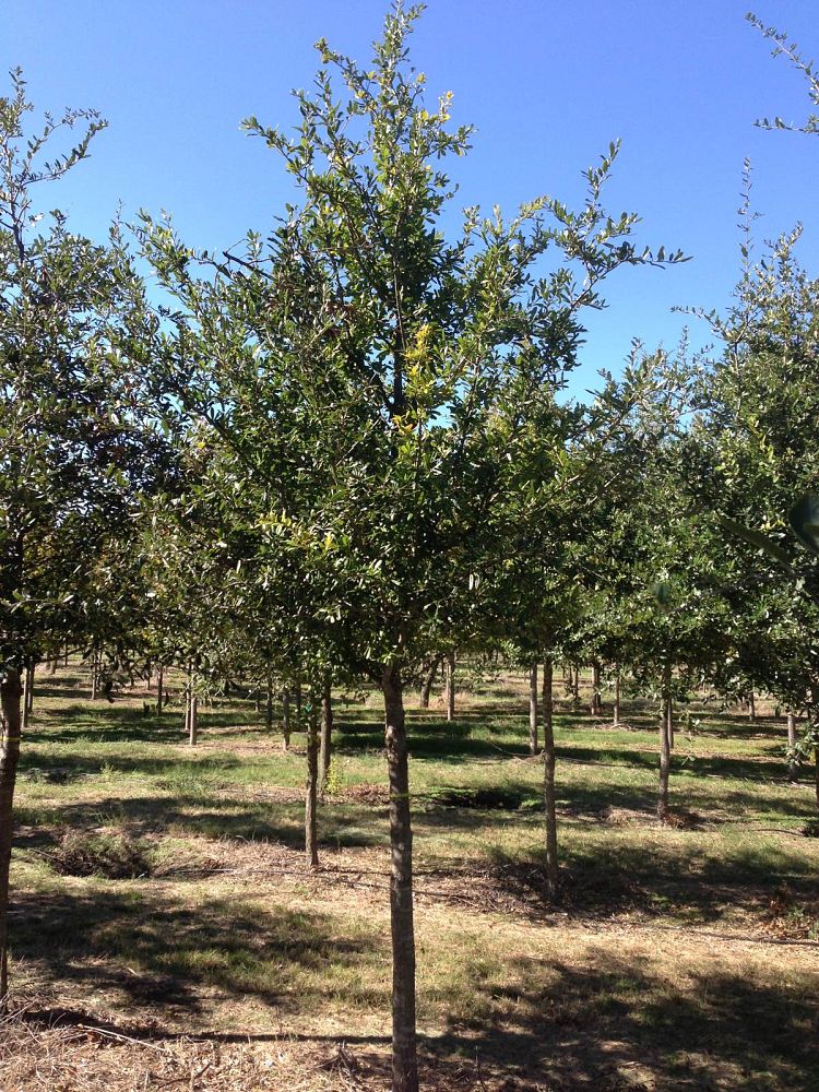 quercus-virginiana-live-oak-southern-oak-tree