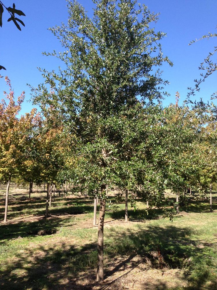 quercus-virginiana-live-oak-southern-oak-tree